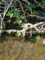 GGG0076 Rhizophora mangle.jpg