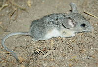IE003 0027 Peromyscus pectoralis.jpg