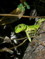 OVR01 Ctenosaura similis.jpg
