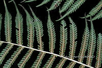 Zongo 0037 Cyathea bicrenata.jpg
