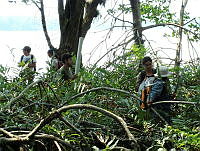 LRGA030 Rhizophora mangle y Acrostichum aureum.jpg