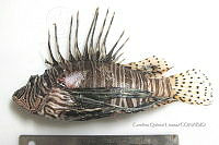 HE009 P 1803 Pez león asiático.JPG