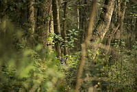 RPR01 Odocoileus virginianus.jpg