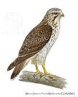 MAPM1301 Buteo platypterus.jpg
