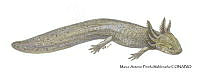 MAPM1319 Ambystoma subsalsum neoténico_larva.jpg