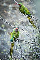 MASM07508 Ara militaris.jpg