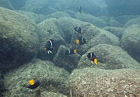 CNS1102 Holacanthus passer.jpg