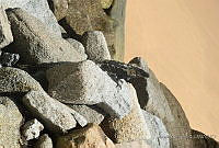 AU02 Ctenosaura sp..JPG