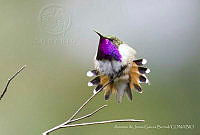 ADJGB001 Atthis heloisa.jpg