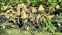MAVL01 Coprinuellus sp..jpg