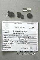 HC014 0132 Annulohypoxylon thouarsianum.jpg