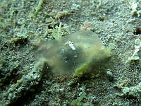 Berthella stellata.jpg