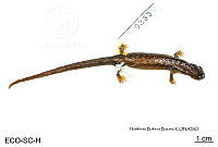 ME006 herp SCLC 0261 Bolitoglossa rostrata - (Brocchi, 1883).jpg