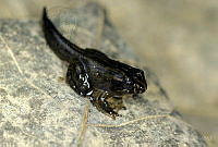 VHL0492 Leptodactylus melanonotus.jpg