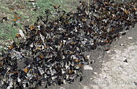 DK2276 Danaus plexippus.jpg