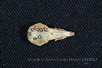 VMS-CD0242 Sorex saussurei.JPG