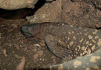 ELC0098 Heloderma horridum.jpg