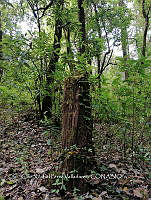 RG016 0743 Acacia.jpg