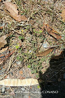proy JF091 0365 Rhynchosia minima.JPG