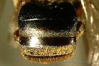 CB_JM_RA0619 Nannotrigona perilampoides.jpg