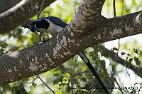 AAKVDH 0365 Cyanocorax colliei.JPG