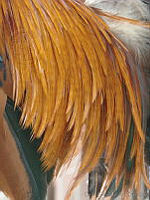 CGL1095 Gallus gallus.jpg
