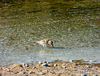 MCS IM0017 Calidris bairdii.jpg