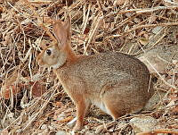 MCS IM0140 Sylvilagus graysoni graysoni.jpg