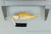 SGQ1259 Eucinostomus currani.jpg