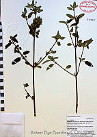 RBB0073 Lippia graveolens.tif