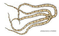NE018 1157 Ophionereis olivacea_D.jpg