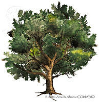 RAA0112 Quercus rugosa.jpg