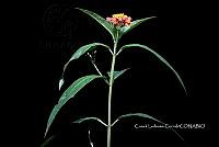 Zongo 0288 Tinantia erecta.jpg