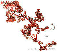 LDGR056 Gloiocladia hoshawii.jpg