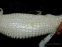 JDL0226 Crocodylus moreletii.jpg