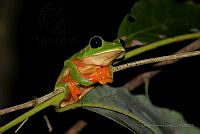 OJL004 Agalychnis moreletii.jpg