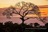 ARF005 Ceiba sp..jpg