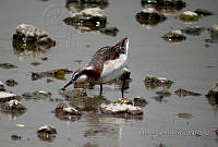 MGaves 1108 Phalaropus tricolor.jpg