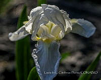 LCF0186 Iris sp..jpg