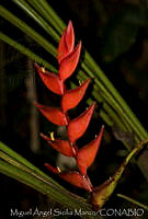 MASM03513 Heliconia sp..jpg