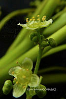 ME010 KV 01292 Cyrtocarpa kruseana R.M. Fonseca, 2005_.JPG