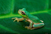 VHJA 0015 Sarcohyla cyclada.jpg