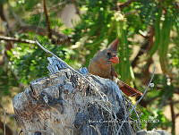 MCS IM0002 Cardinalis cardinalis ssp. Mariae.jpg