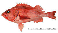 SRM0166 Sebastes melanostomus.jpg
