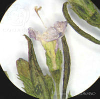 SL1912 Stenaria nigricans.jpg