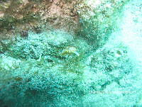 NE018 0695 Felimare kempfi.jpg