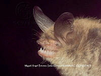 ProyME004 00295 Myotis auriculus.jpg