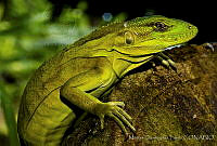 MDL0179 Ctenosaura pectinata.jpg