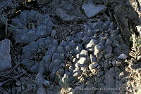 AB0223 Lophophora williamsii.jpg