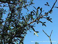 MEGA 0080 Crescentia alata.JPG